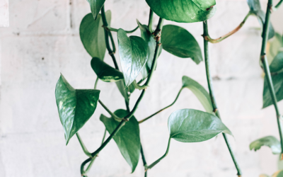 Five Luxe Indoor Plants Perfect for Décor