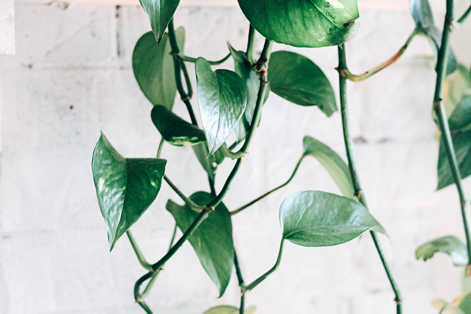 Five Luxe Indoor Plants Perfect for Décor