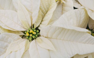 Holiday Plants Perfect for a Festive Decor Update