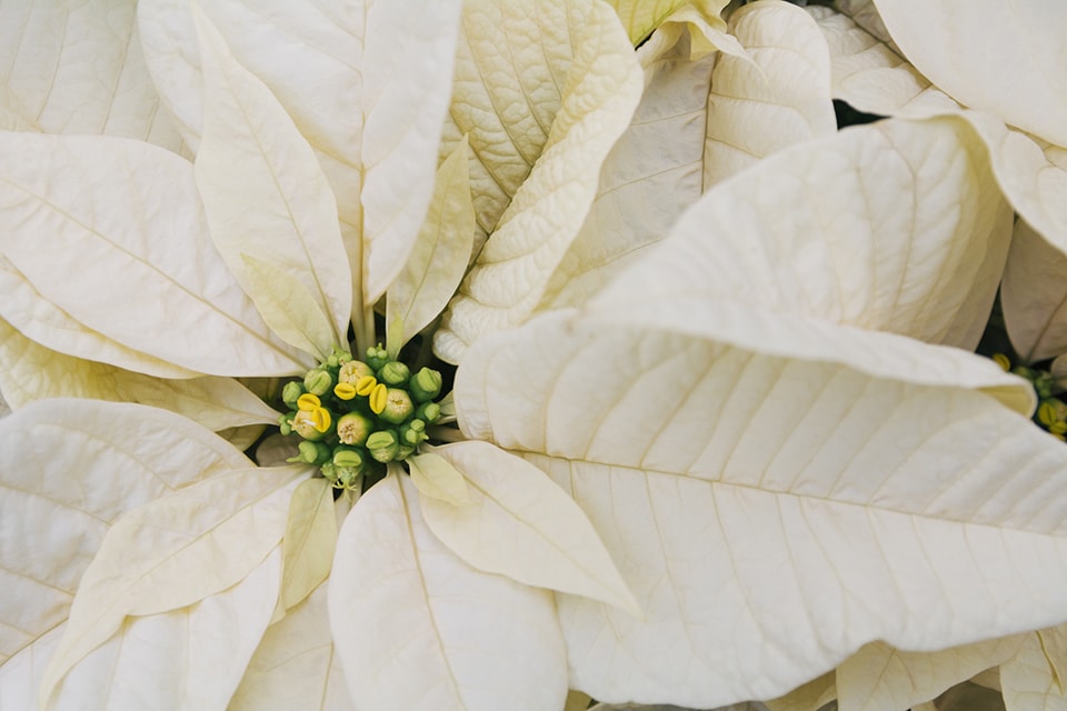 Holiday Plants Perfect for a Festive Decor Update